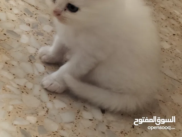 قطه للتبني
