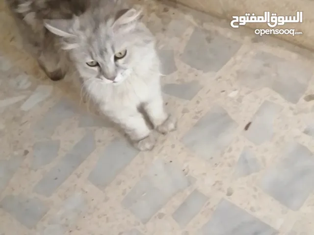 قطه جميله جدا  في الزرقاد