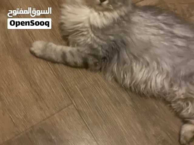 انثى سكوتش فواد سلفر