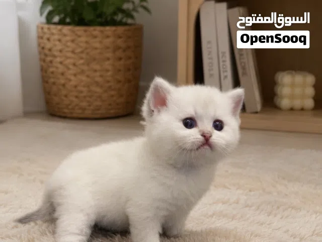 قطه برتش عمر شهر
