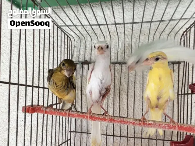 مخاليف بناديق نخب
