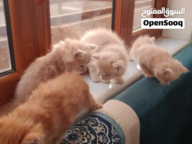 حيوانات للبي.