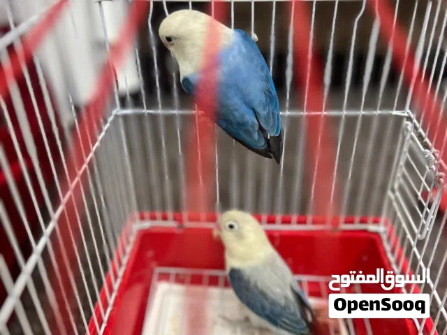 زوج طيور غندوره للبيع بالبصرة