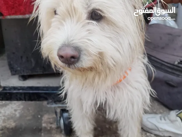 كلب أنثى لعوب