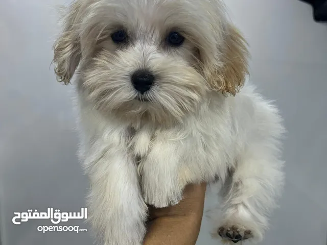 Maltipoo wuality