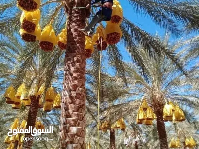 قص التمر وتنظيف وتكريب النخيل شلع وزراعة الفرواخ قص جميع الاشجار الكاربس وكف مريم تنظيف وترتيب الحدي