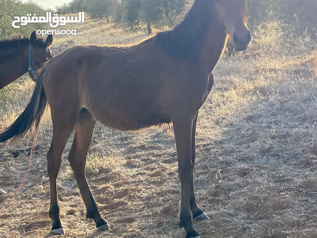 مهره بدويه صقلاويه عربيه