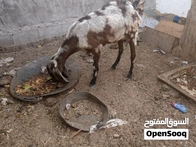 صخله فول خشانة وطويلة مضرع عليها فوك الشهرين ونص وشرط كلة توم تجيب