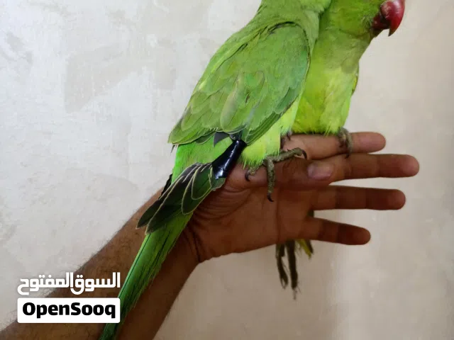 فرخين دره هندي