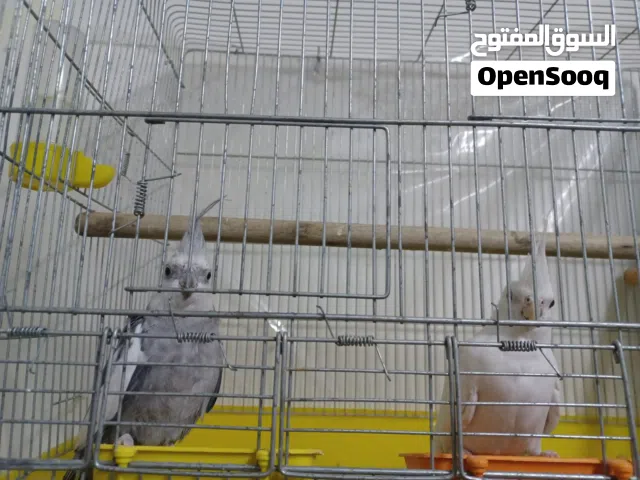 جوز كوكتيل الأنثى ألبينو عين حمرة و الذكر وايت فيس