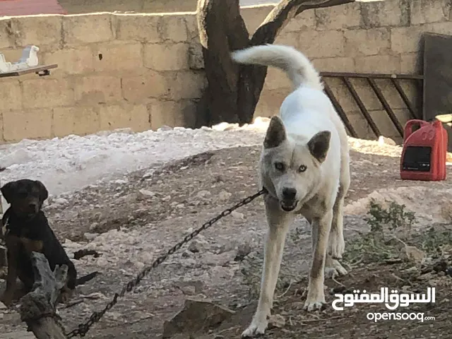 هاسكي للبيع
