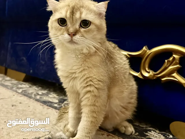 للبيع سكوتش فولد أليف جدا وجميل ولعوب ولونه جدا جميل الأب و الأم مستوردين من روسيا