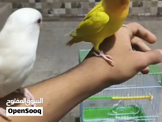 للبيع لافبيرد اليفين