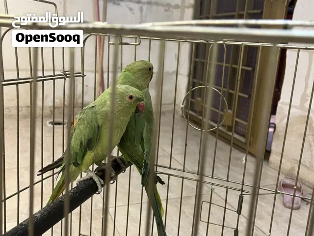 ببغاء الدرة  للبيع