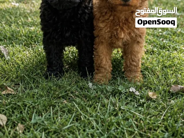 للبيع بودل تي كب