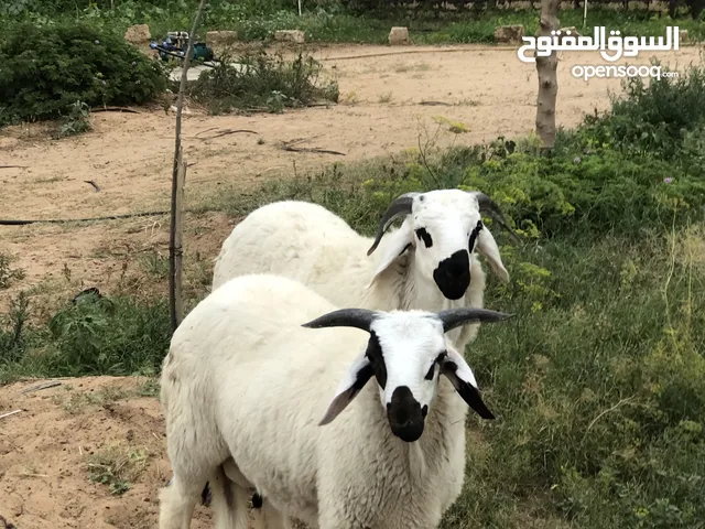 زوز خرفان الله يبارك واحدعمره خمسه شهور والتاني سته شهور