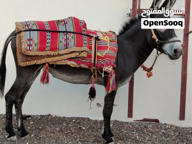 للبيع او بدل بغنم حماره مشايه دوسها الأرض دوس