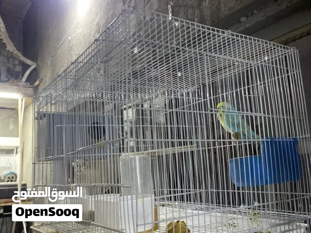 طيور حب زوجين زوج اصفر وزوج ازرق أصليات