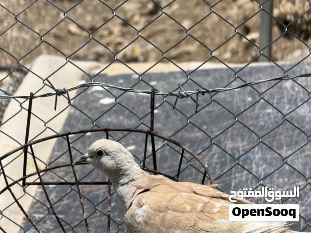 عفدان للبيع