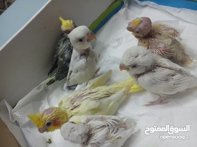 تم توفير انتاج كوكتيل +بركديلو روز درجة اولة دم صافي متعودات علي شرنقة العمر من 15 الي 30 يوم اقرا