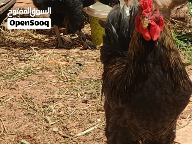 ديك بلدي بندوق