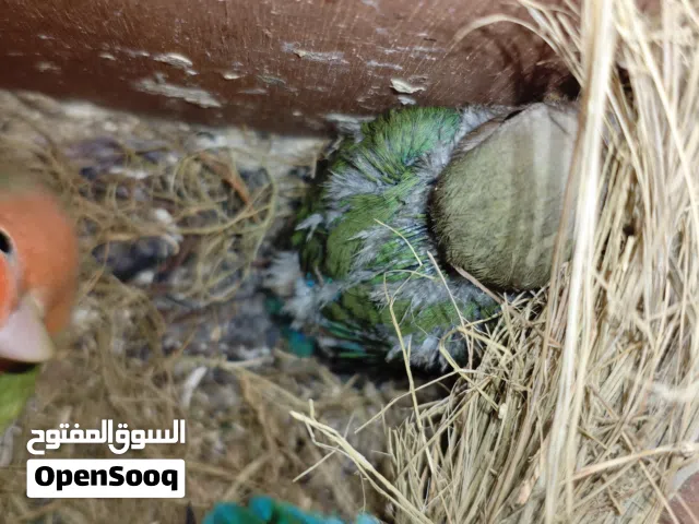 للبيع طير لافبيرد