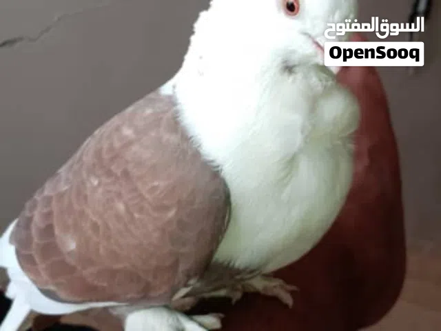 الذي معه حمام ويشتي يبيعهن بسعر معقول يتواصل معي