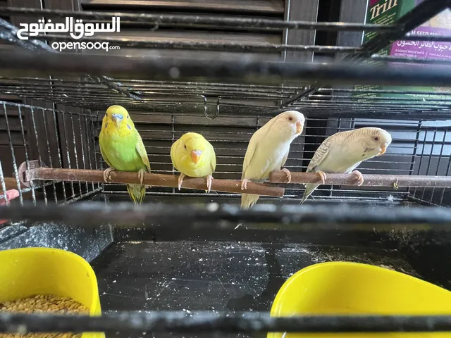 ‏طيور الحب أربعة طيور مجد  