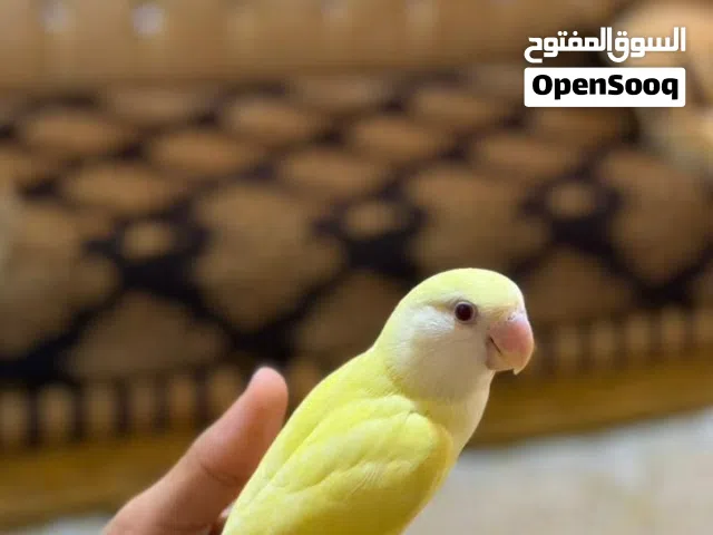 روز أليف للبيع