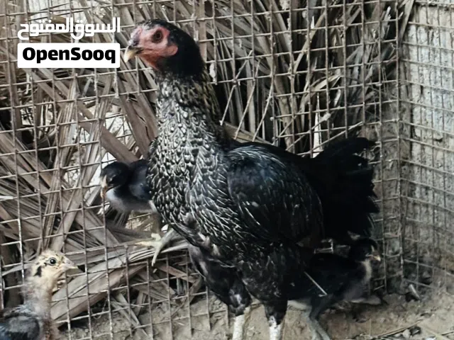 دجاجه باكستانيه العمر سنه و8 شهور تقريبا