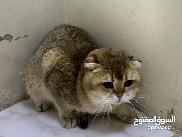 قطط سكواتش بيور من روسيا