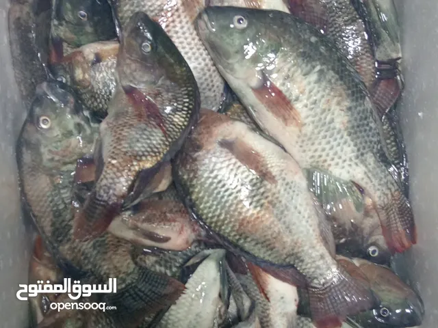 سمك فريش من مزارع العبدلي عليكم مباشره
