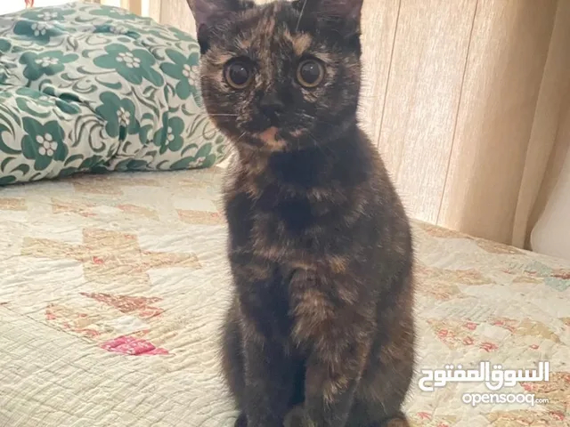 قطة لتبني مجانا cat for adoption female for free