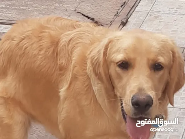 انثى جولدن ريتريفر في عمر سنه