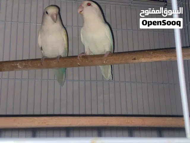 زوج روز ملقح