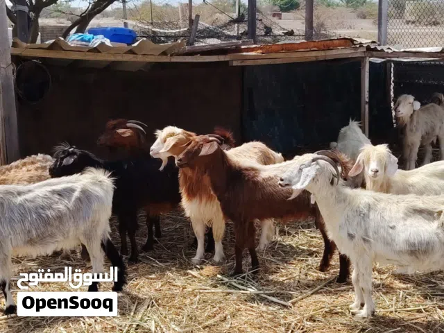 اغنام لي لبيع