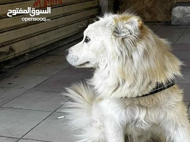 كلب سامويد  ع9 شهور مأخذ جميع المطاعيم كرتو موجود معو موجود بل زرقا شارع السعاده السعر قابل للتفاوض