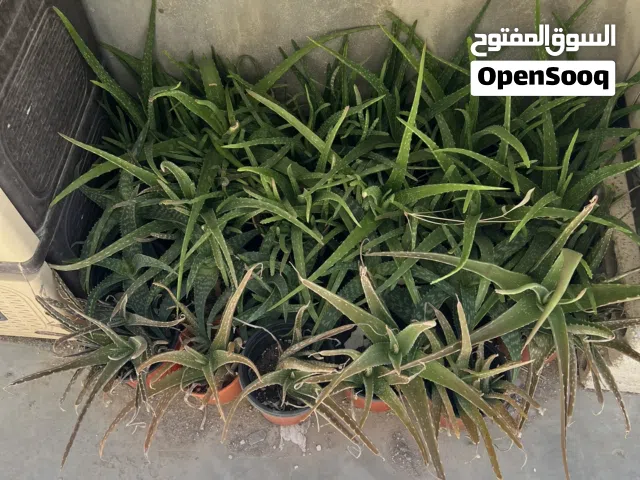 صبار أليوفيرا