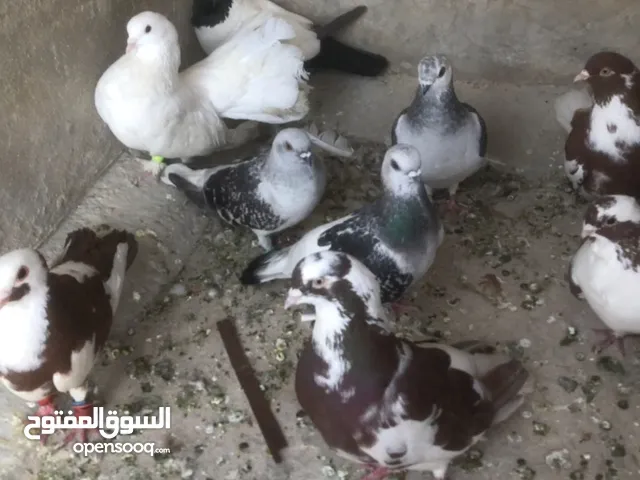 حمام للببع