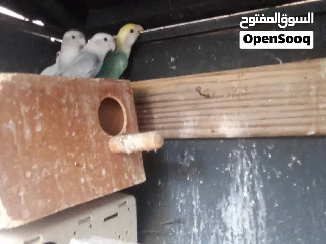 سلام عليكم   متوفر3كوبيات بركديلو روز كوبيا الصفرا مصوقرا على دحي