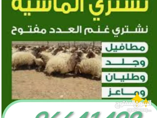 نشتري غنم وماعز مراح والعدد مفتوح