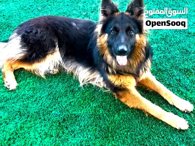 انثى جيرمن شولاين مستوا عالي