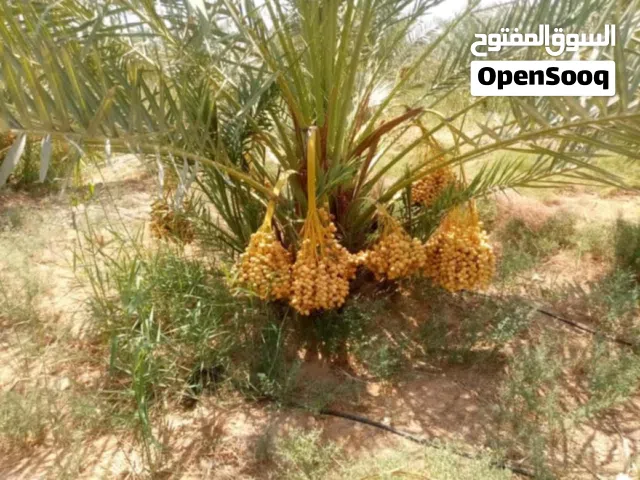 موجود ارضي في الوحات البحريه
