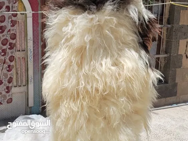 فروات جلد طبيعي سوري وكاله