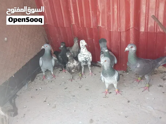 بسم الله الرحمن الرحيم متاح9حبات نخب اول معهم فرخين يلوحو سعر الكوم 28