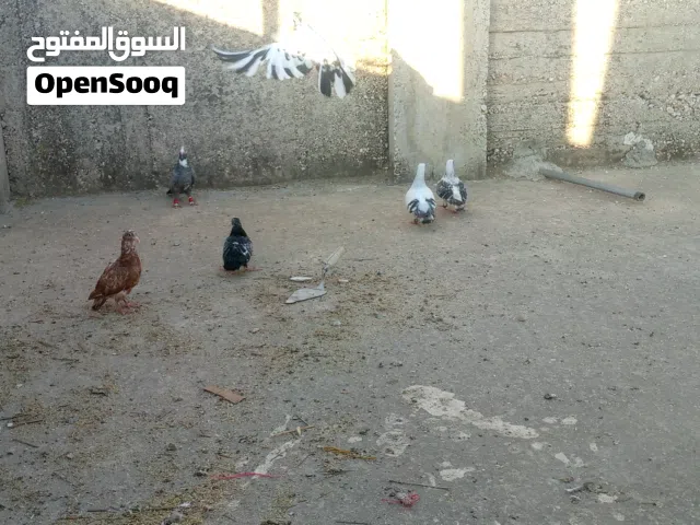 حمام باكستاني