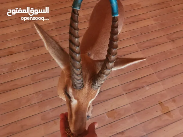 غزال ديماني (اليف)