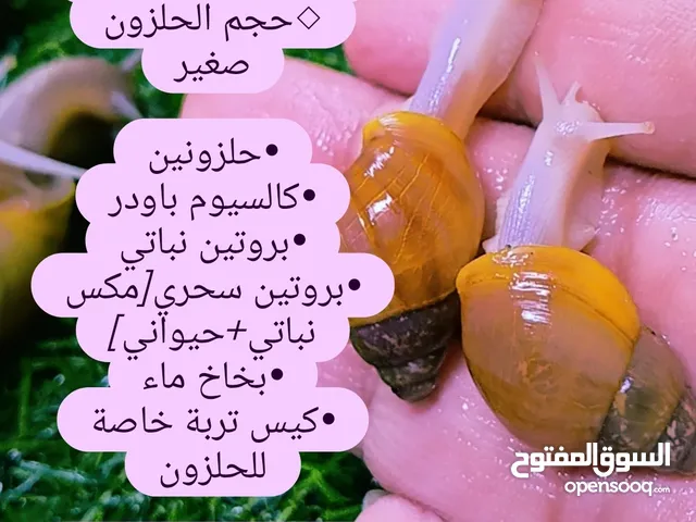 حلزونات افريقية لطيفة