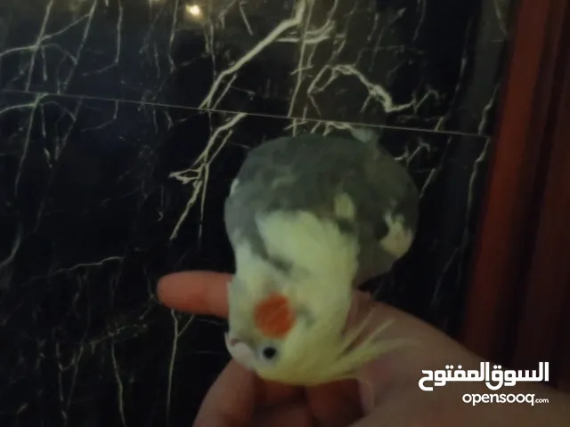 ذكر كوكتيل لأصحاب الذوق الرفيع بسعر مغري