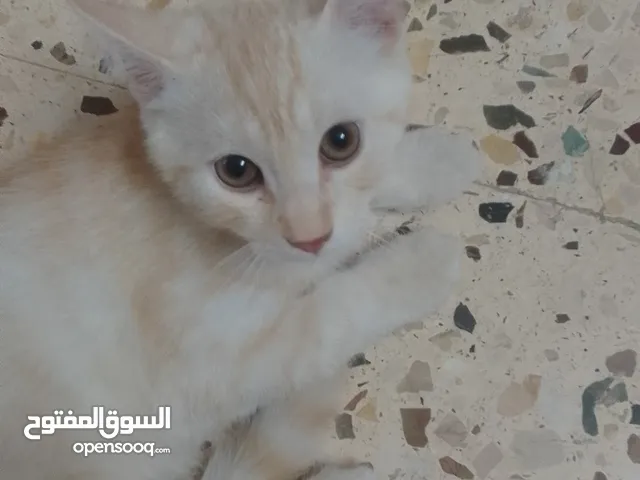 بسھ لونھا اشقر من بسھ شيرازي
